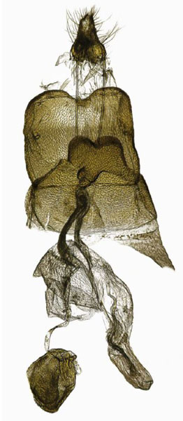 /filer/webapps/moths/media/images/A/andreikante_Picardia_GFPT_IZBE.jpg