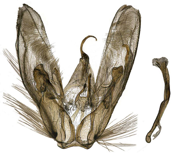 /filer/webapps/moths/media/images/A/andreikante_Picardia_GMHT_IZBE.jpg