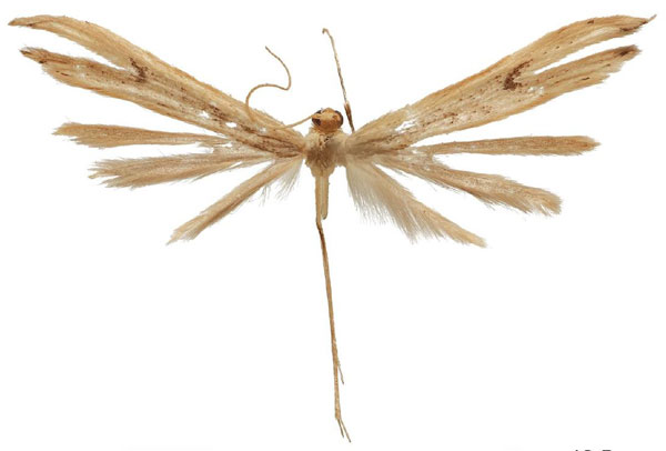 /filer/webapps/moths/media/images/A/andreikante_Picardia_HT_IZBE.jpg