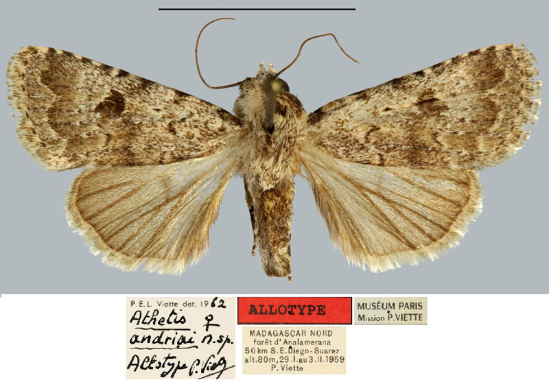 /filer/webapps/moths/media/images/A/andriai_Athetis_AT_MNHN.jpg