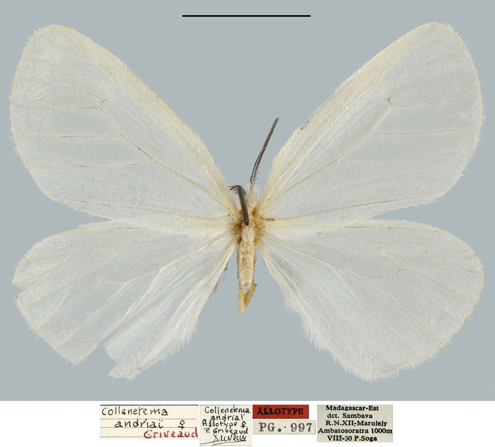 /filer/webapps/moths/media/images/A/andriai_Collenettema_AT_MNHN.jpg