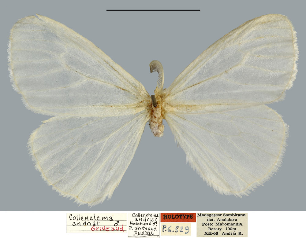 /filer/webapps/moths/media/images/A/andriai_Collenettema_HT_MNHN.jpg