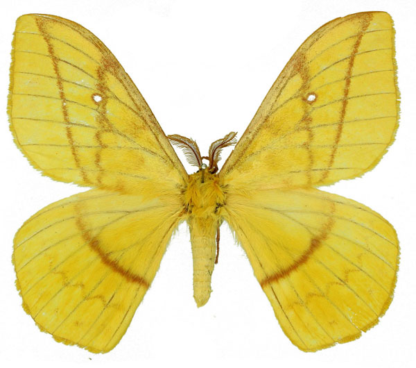 /filer/webapps/moths/media/images/A/andriai_Maltagorea_AM_Basquin_01.jpg