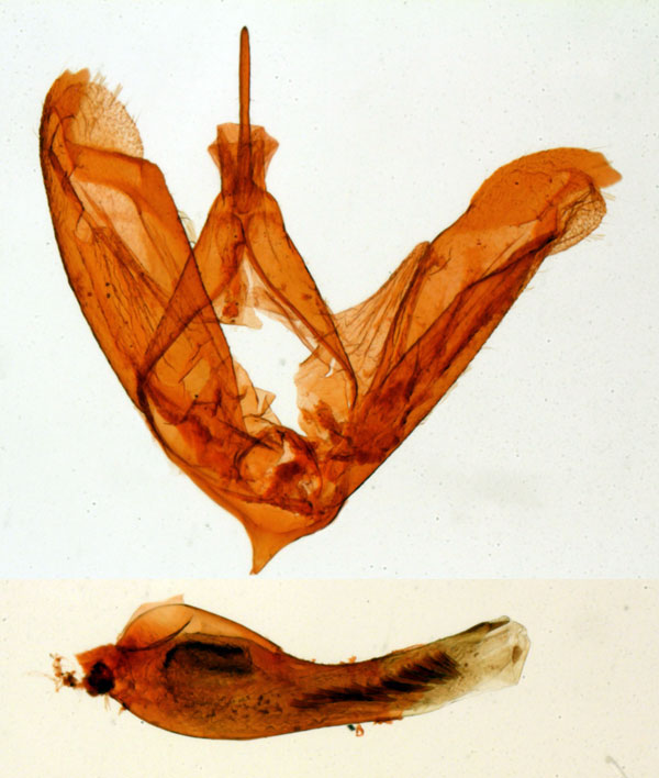 /filer/webapps/moths/media/images/A/andriai_Philenora_GM_MNHN_M-813.jpg