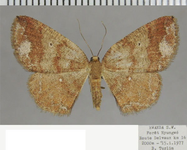 /filer/webapps/moths/media/images/A/andrica_Cabera_AF_ZSM.jpg