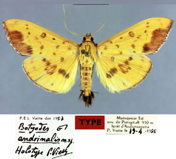 /filer/webapps/moths/media/images/A/andrinalis_Botyodes_HT_MNHN.jpg