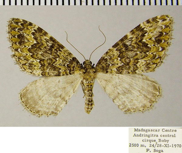 /filer/webapps/moths/media/images/A/andringitra_Mimoclystia_AF_ZSM.jpg