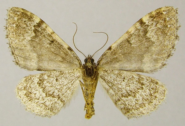 /filer/webapps/moths/media/images/A/andringitra_Mimoclystia_AM_ZSMb.jpg