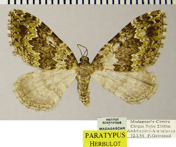 /filer/webapps/moths/media/images/A/andringitra_Mimoclystia_AT_ZSM.jpg