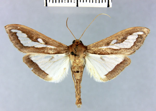 /filer/webapps/moths/media/images/A/andringitralis_Diaphania_HT_MNHN.jpg