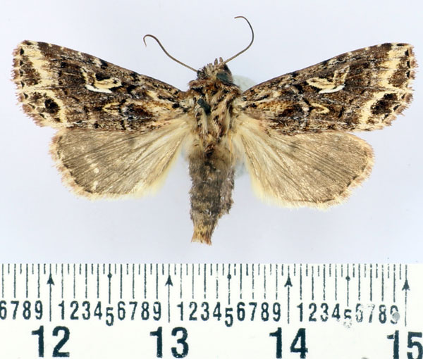 /filer/webapps/moths/media/images/A/andringitrensis_Maghadena_AF_BMNH.jpg