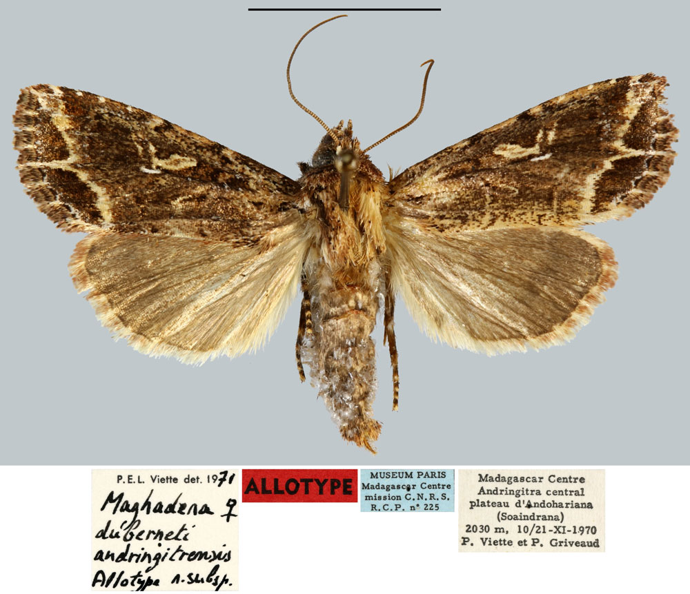 /filer/webapps/moths/media/images/A/andringitrensis_Maghadena_AT_MNHN.jpg