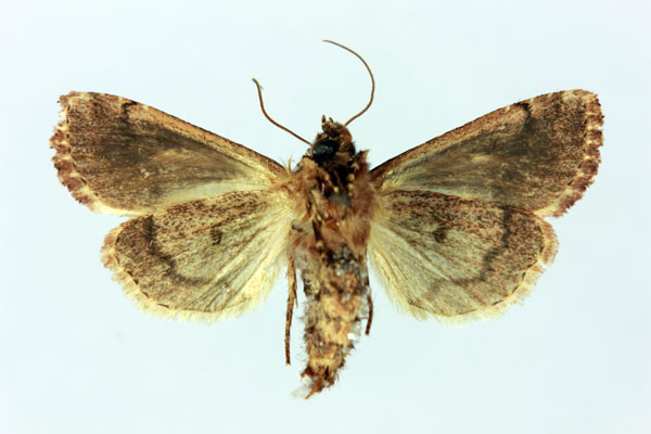 /filer/webapps/moths/media/images/A/andringitrensis_Maghadena_AT_MNHNb.jpg