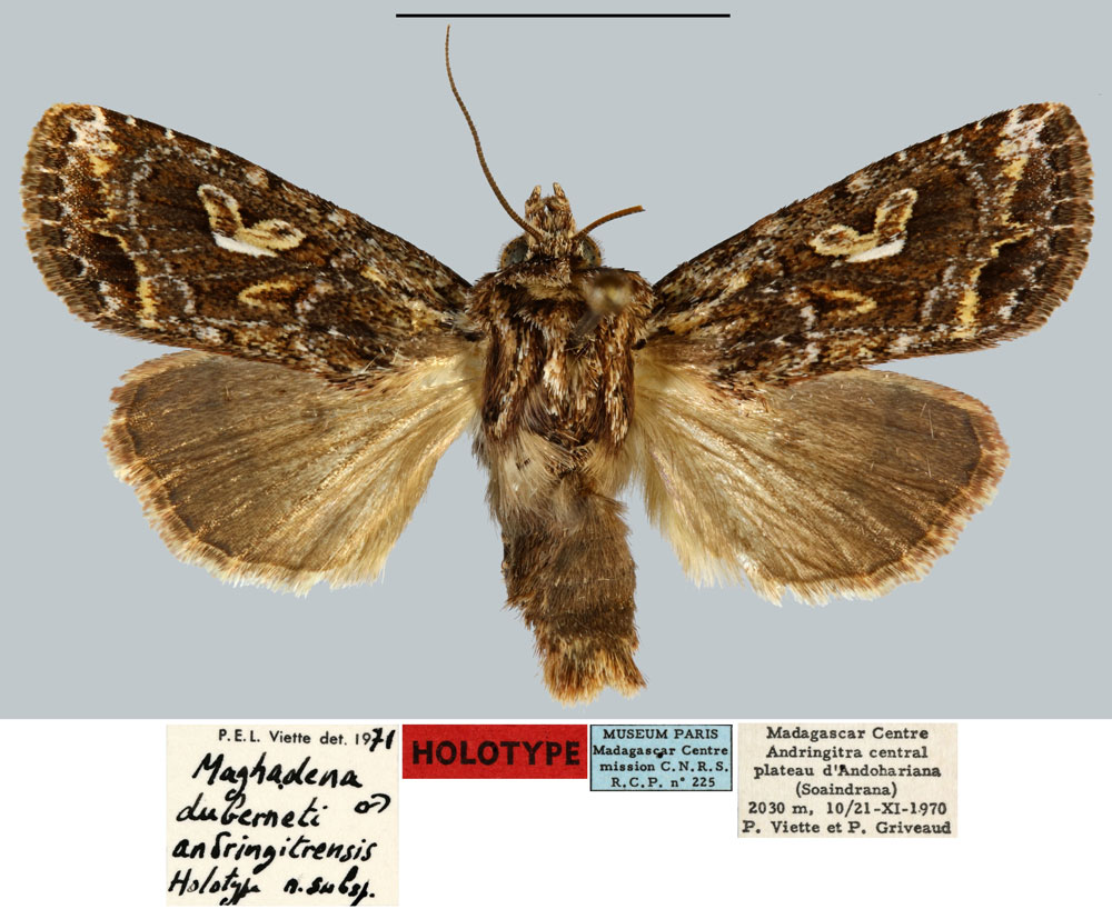 /filer/webapps/moths/media/images/A/andringitrensis_Maghadena_HT_MNHN.jpg