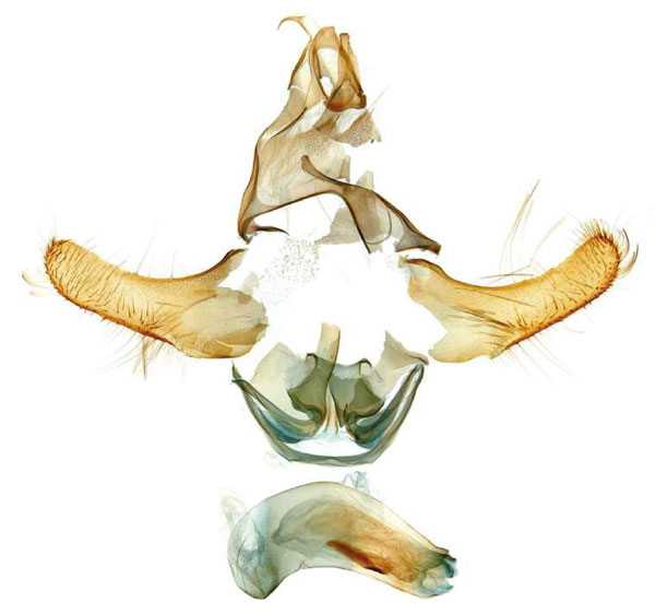 /filer/webapps/moths/media/images/A/andringitrensis_Torodora_GMHT_MNHN.jpg