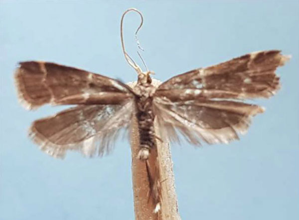/filer/webapps/moths/media/images/A/andringitrensis_Torodora_HT_MNHN.jpg
