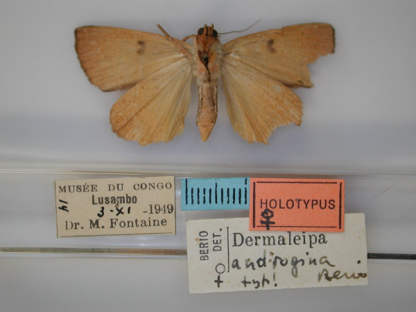 /filer/webapps/moths/media/images/A/androgyna_Thyas_HT_RMCA_02.jpg