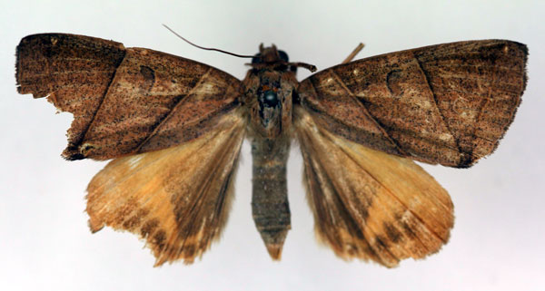 /filer/webapps/moths/media/images/A/androgyna_Thyas_HT_RMCA_03.jpg
