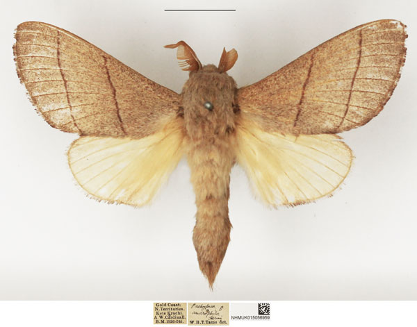 /filer/webapps/moths/media/images/A/androphila_Euphorea_AM_NHMUK.jpg