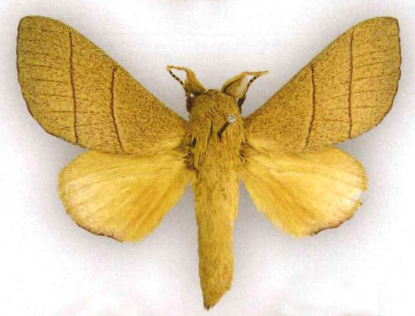 /filer/webapps/moths/media/images/A/androphila_Pachypasa_HT_MfN.jpg