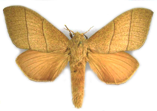 /filer/webapps/moths/media/images/A/androphila_Pachypasa_PTF_MfN.jpg