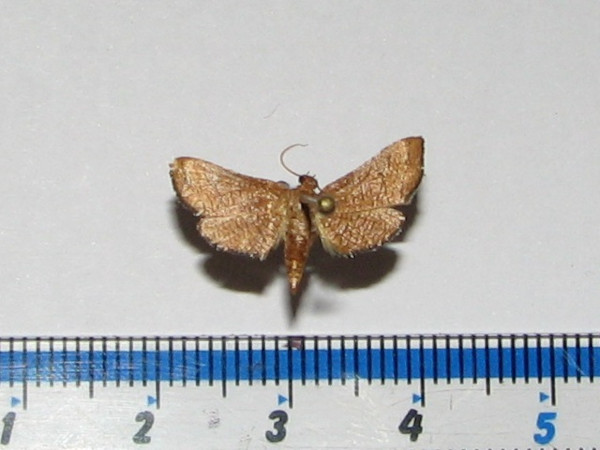 /filer/webapps/moths/media/images/A/andsorgei_Kalenga_A_Goff.jpg