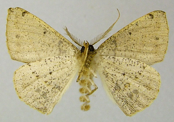 /filer/webapps/moths/media/images/A/anearia_Psilocerea_AM_ZSMb.jpg