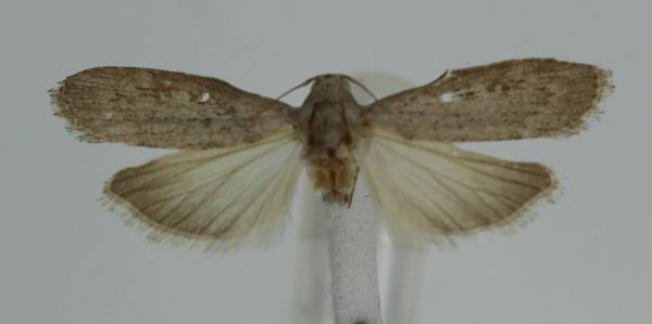 /filer/webapps/moths/media/images/A/anella_Lamoria_A_JMonks_01.jpg