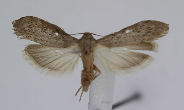 /filer/webapps/moths/media/images/A/anella_Lamoria_A_JMonks_02.jpg