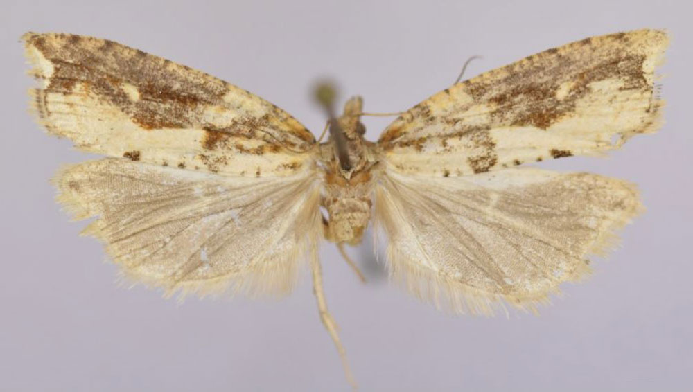 /filer/webapps/moths/media/images/A/anepenthes_Epinotia_PTF_Trematerra.jpg