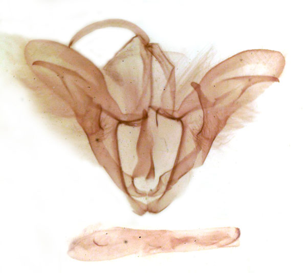 /filer/webapps/moths/media/images/A/anfractuosa_Trigonodes_GM_MSNM_Berio694.jpg