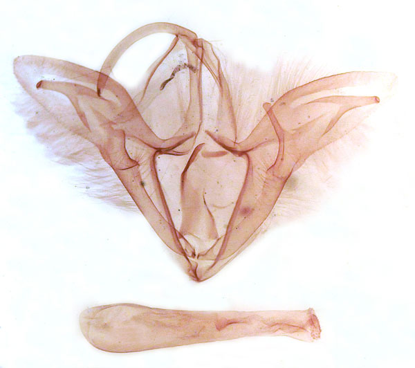 /filer/webapps/moths/media/images/A/anfractuosa_Trigonodes_GM_MSNM_Berio697.jpg