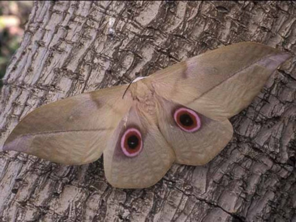 /filer/webapps/moths/media/images/A/angasana_Lobonunaea_A_Wolfe_01.jpg