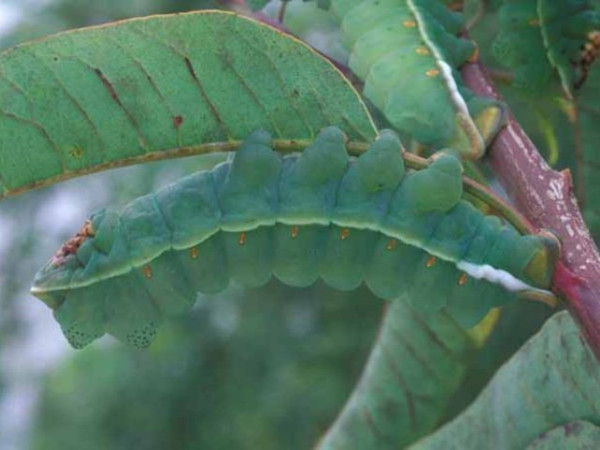 /filer/webapps/moths/media/images/A/angasana_Lobonunaea_C_Wolfe_02.jpg