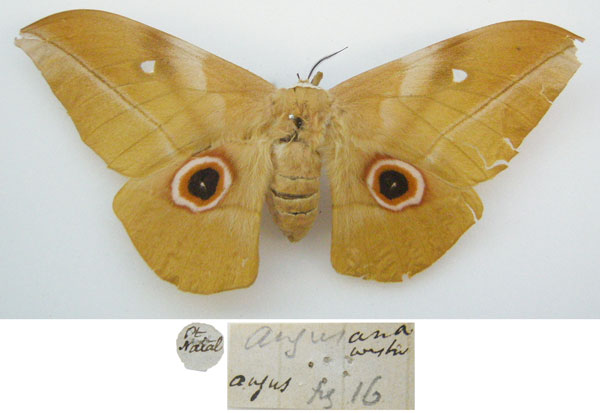 /filer/webapps/moths/media/images/A/angasana_Saturnia_HT_NHMUKa.jpg