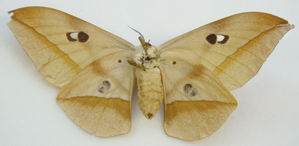 /filer/webapps/moths/media/images/A/angasana_Saturnia_HT_NHMUKb.jpg