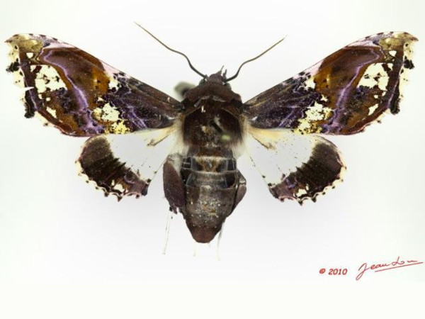 /filer/webapps/moths/media/images/A/angasii_Caligatus_AF_Alberta_01.JPG