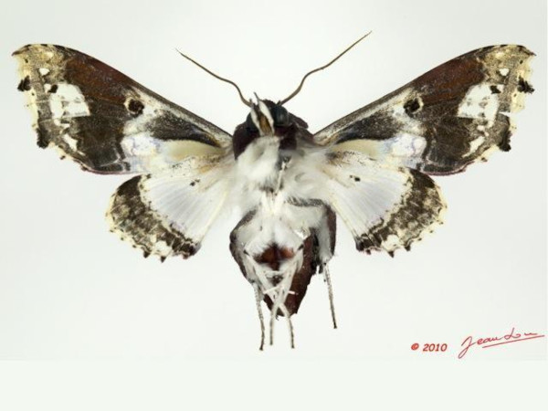 /filer/webapps/moths/media/images/A/angasii_Caligatus_AF_Albertb_01.JPG