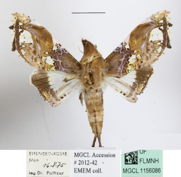 /filer/webapps/moths/media/images/A/angasii_Caligatus_AM_MGCLa_01.JPG