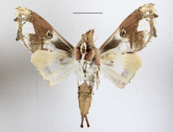 /filer/webapps/moths/media/images/A/angasii_Caligatus_AM_MGCLb_01.JPG