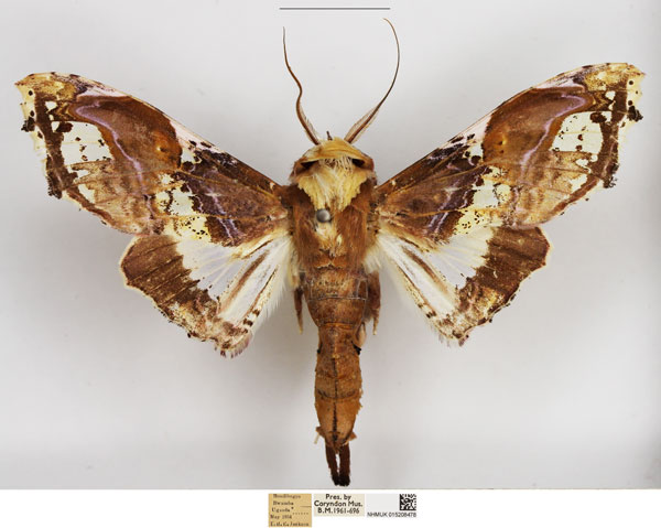 /filer/webapps/moths/media/images/A/angasii_Caligatus_AM_NHMUK_02.jpg