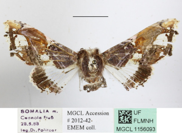 /filer/webapps/moths/media/images/A/angasii_Caligatus_A_MGCLa_03.JPG