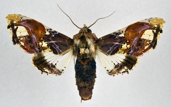 /filer/webapps/moths/media/images/A/angasii_Caligatus_A_NHMO.jpg