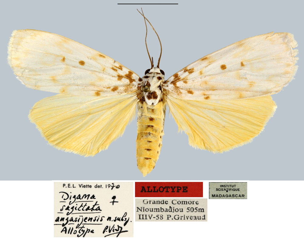 /filer/webapps/moths/media/images/A/angasijensis_Digama_AT_MNHN.jpg