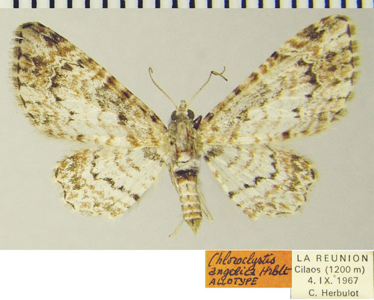/filer/webapps/moths/media/images/A/angelica_Chloroclystis_AT_ZSM.jpg