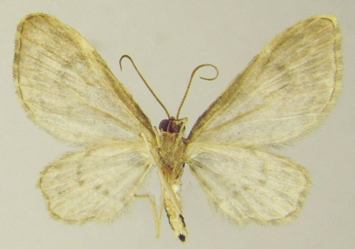 /filer/webapps/moths/media/images/A/angelica_Chloroclystis_HT_ZSMb.jpg