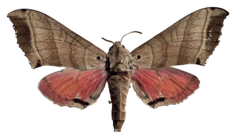 /filer/webapps/moths/media/images/A/angelika_Rufoclanis_AT_EMEMa.jpg