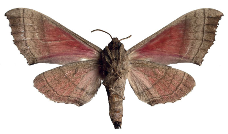 /filer/webapps/moths/media/images/A/angelika_Rufoclanis_AT_EMEMb.jpg