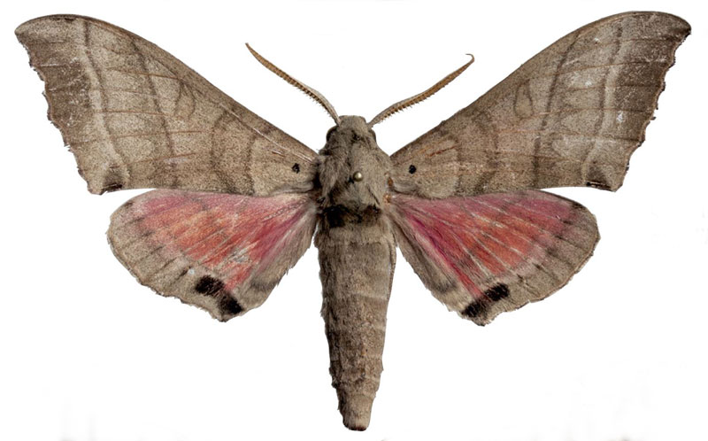 /filer/webapps/moths/media/images/A/angelika_Rufoclanis_HT_EMEMa.jpg