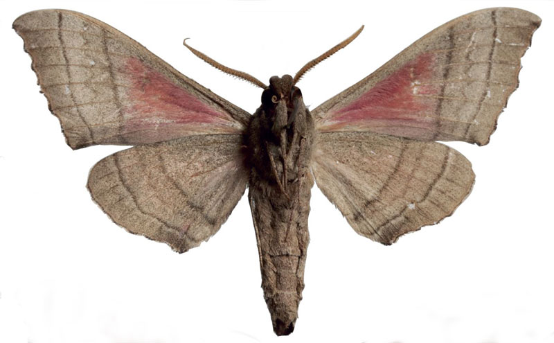 /filer/webapps/moths/media/images/A/angelika_Rufoclanis_HT_EMEMb.jpg